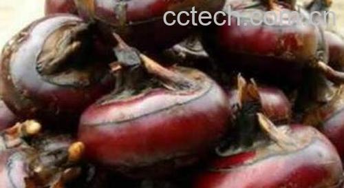 马蹄泡酒的功效与作用-1