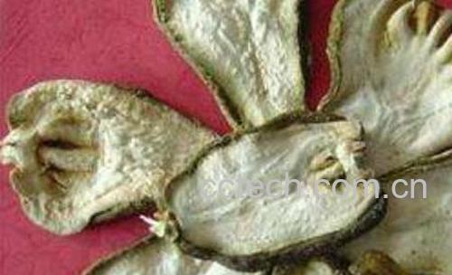 广佛手和川佛手有什么区别 佛手的功效与作用-0