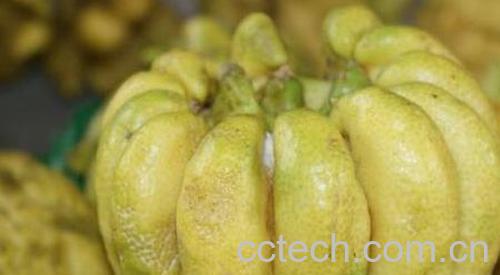 广佛手和川佛手有什么区别 佛手的功效与作用-1