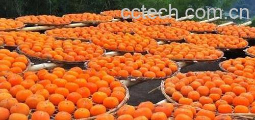 月柿的功效与作用 吃月柿的好处-0