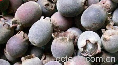 豆念果的功效和作用-0