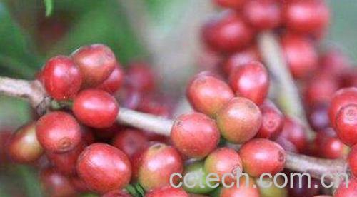 豆念果的功效和作用-1