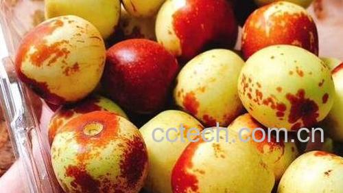 北枣的功效与作用及禁忌-1