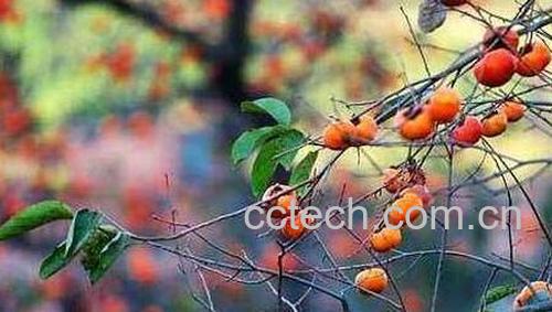 柿子树枝的功效与作用-1