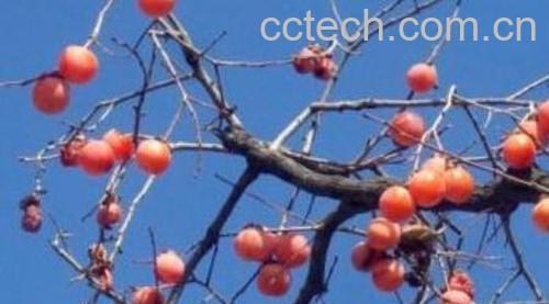 柿子树枝的功效与作用-0