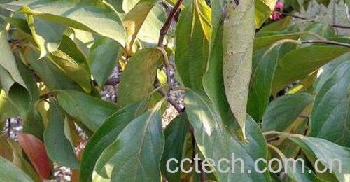 {树叶的功效与作用-0