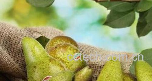 啤梨的功效与作用 吃啤梨的好处有哪些-1