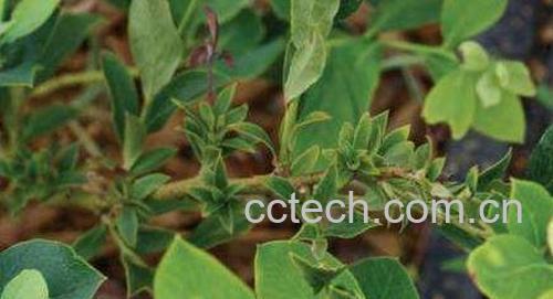 蓝莓叶的作用与功效 蓝莓叶的药用价值-1