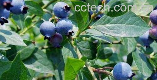 蓝莓叶的作用与功效 蓝莓叶的药用价值-0