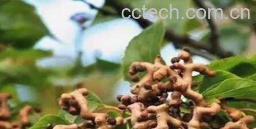 万寿果的功效与作用 万寿果的禁忌-1