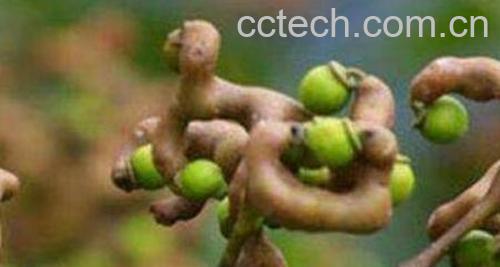 万寿果的功效与作用 万寿果的禁忌-0