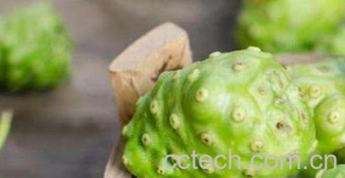 诺丽果的功效与作用及副作用-0