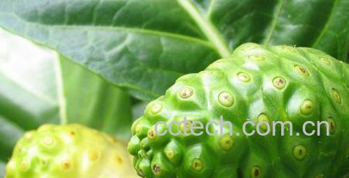 诺丽果的功效与作用及副作用-1