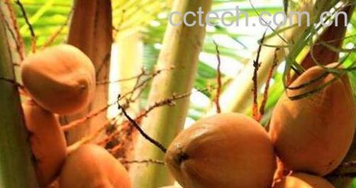 红椰子的功效与作用 吃红椰子的好处有哪些-0