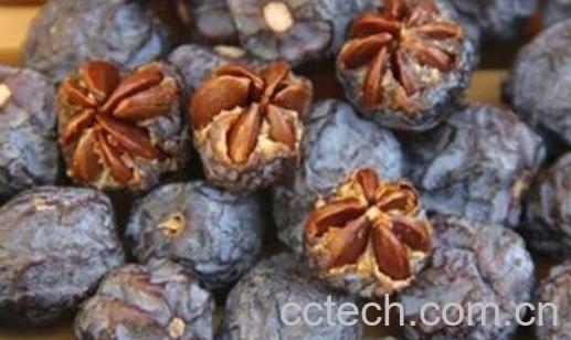 君迁子有核和无核的区别-0