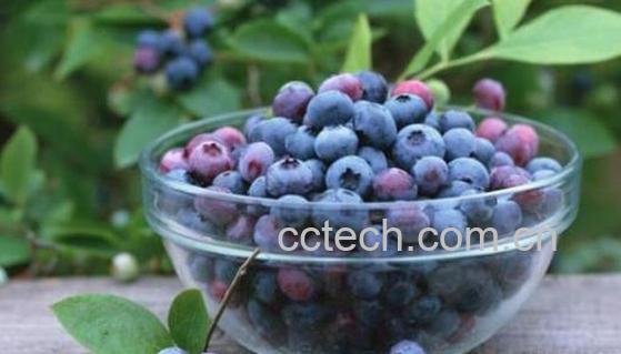 蓝莓浆果的功效与作用 吃蓝莓浆果的好处-0