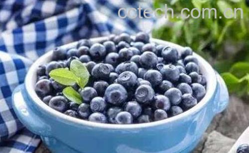 蓝莓浆果的功效与作用 吃蓝莓浆果的好处-1