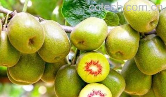哪些人不宜吃猕猴桃 经常吃猕猴桃的禁忌-1