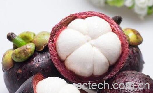 挑选山竹的诀窍 挑选山竹的好方法-0