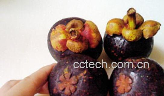 剥山竹手黄了怎么洗掉 剥完山竹怎么洗手-1