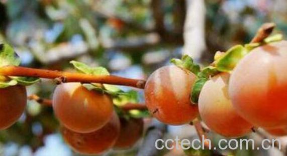 野柿子怎么处理才能吃 吃野柿子的好处-0