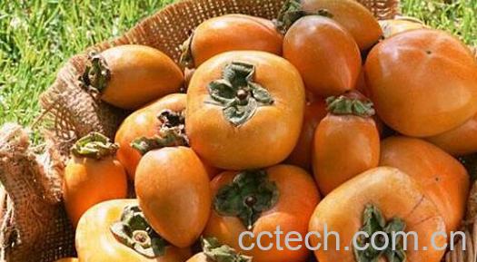 盐腌柿子如何做 盐腌柿子制作方法-1