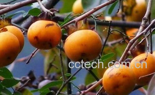 野柿子怎么处理才能吃 吃野柿子的好处-1