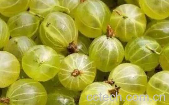 灯笼果和鹅莓的区别-0