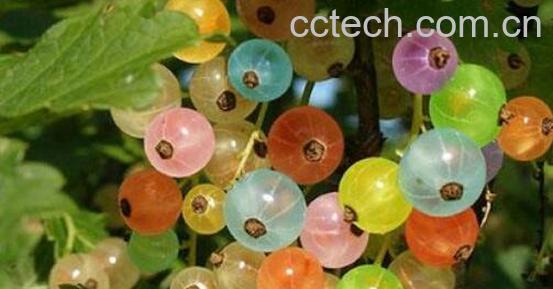 灯笼果和鹅莓的区别-1