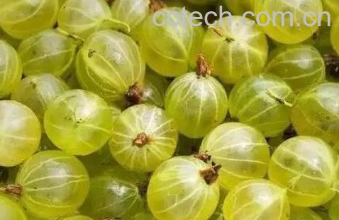 鹅莓怎么吃 鹅莓的食用方法与功效-1