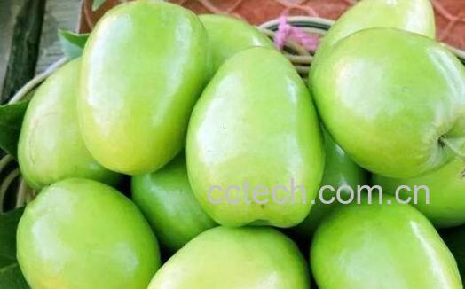 台湾冬枣的营养功效与作用-0