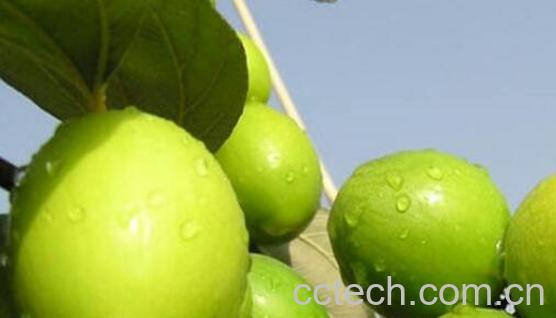 台湾冬枣的营养功效与作用-1