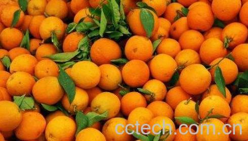 多吃橙子的好处和坏处-1