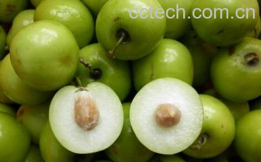 台湾青枣的功效与作用及禁忌-1