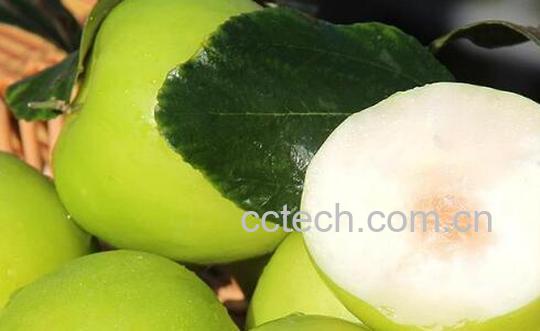 台湾青枣的功效与作用及禁忌-0