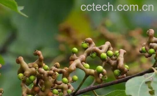 拐枣的功效与作用 吃拐枣的好处-0