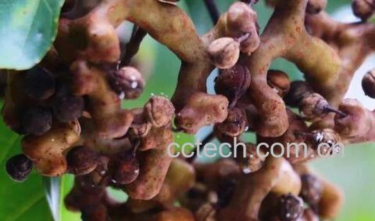 拐枣的功效与作用 吃拐枣的好处-1