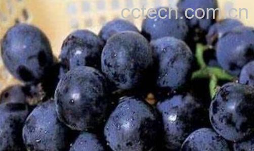 吃黑加仑有什么好处和坏处-0