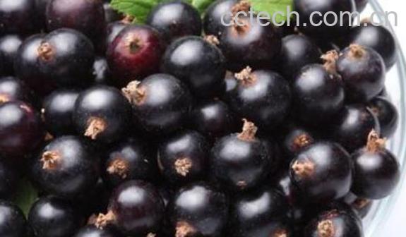 黑加仑对女人的好处-1