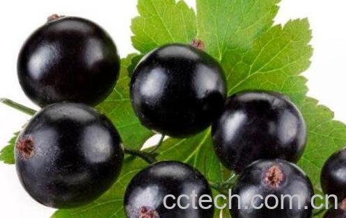 黑加仑和葡萄的区别 黑加仑怎么吃好-0