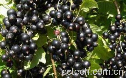 黑加仑吃多了的副作用-0