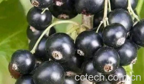 黑加仑吃多了的副作用-1