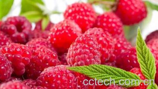 红树莓对女人的好处-0