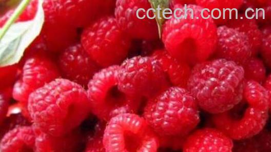 红树莓对女人的好处-1