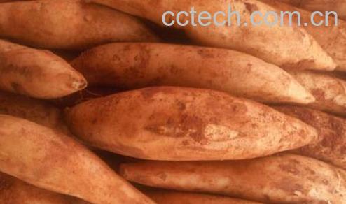 天山雪莲果的功效与作用 天山雪莲果怎么吃-1