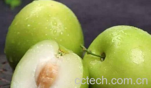 牛奶枣的功效与作用-1