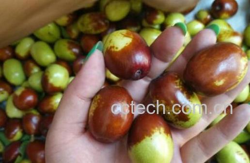 鸡心枣的功效与作用-0