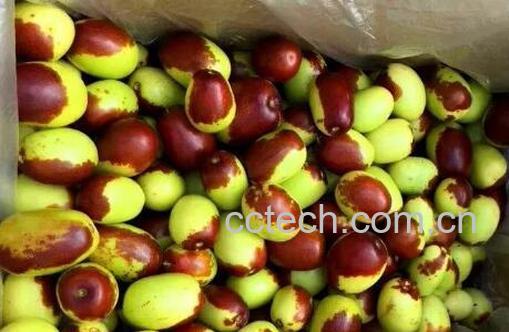 鸡心枣的功效与作用-1