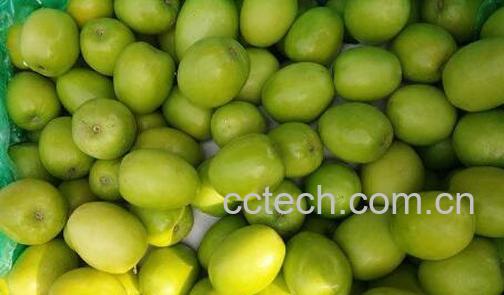 云南青枣的功效与作用-1