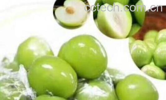 云南青枣的功效与作用-0